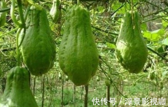 佛手瓜利尿排钠|佛手瓜利尿排钠、提高智力，如何收获高产的佛手瓜，只需掌握一点