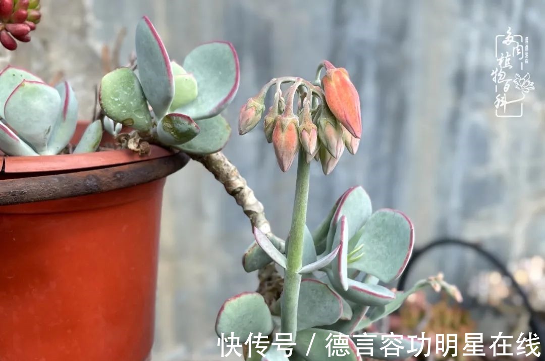 最美四月天,去杨姐的屋顶花园,赴一场花约!