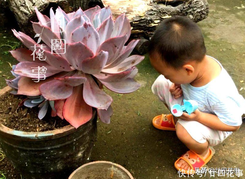 多肉植物|大神用水缸养多肉，两年养出“巨无霸”晚霞，肉友：比人脸还大