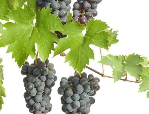 美容|中年人可以多吃3种食物，美容养颜、滋润肌肤，好吃又不贵！