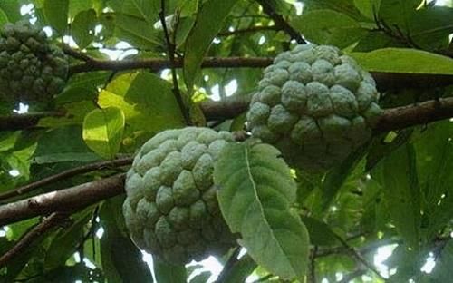 預防身體患病，立夏多吃的食物，滋補身心，促進排毒，越吃越年輕