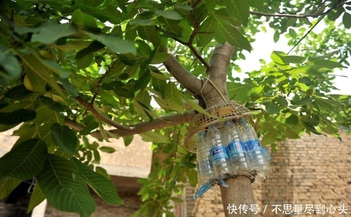 神器|八十岁老人做防偷神器, 核桃再没丢过, 网友: 爷爷还是厉害