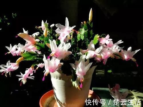 蟹爪兰不开花,盆里扔个“蛋”,变成“钢锯叶”,花开满枝头!