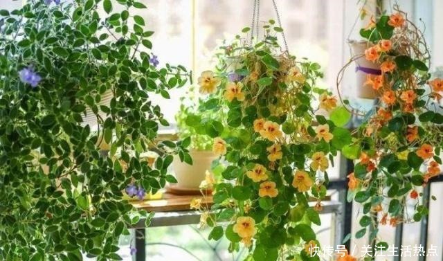 旧农舍改造成花园，一年四季花开不断，邻居看了羡慕的不得了！