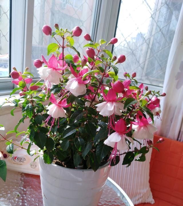 别养绿萝吊兰了,室内绿植选这款,花型漂亮,四季开花,更值得养