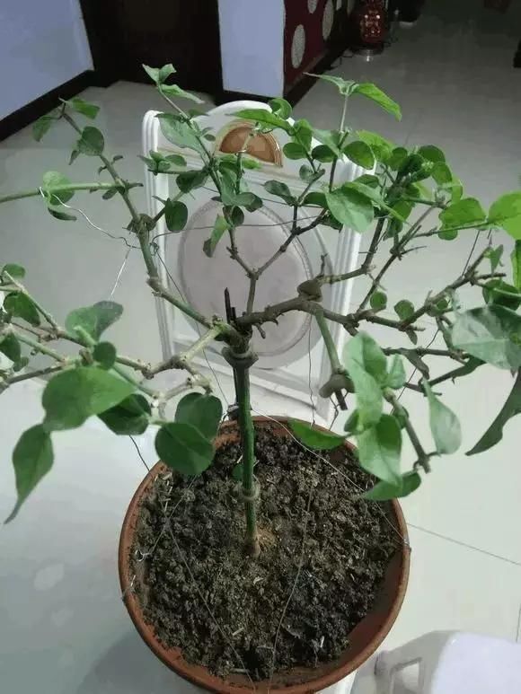 茉莉花后赶紧剪,剪完就开花,一直剪一直开