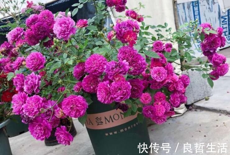 如此漂亮的“4种花”，花朵大花期长，比牡丹还美，年年开花美翻