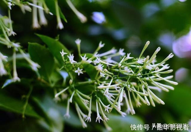 家里不能养的花，这3类绿植，白送都不要，危害巨大不建议养