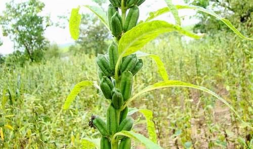 康普|秋天晚上坚持吃的食物,营养丰富,改善体质,排毒养颜,身体更好