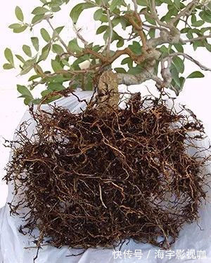 土壤|养几年的盆景植物在早春的时候没有移栽，那真是亏大了