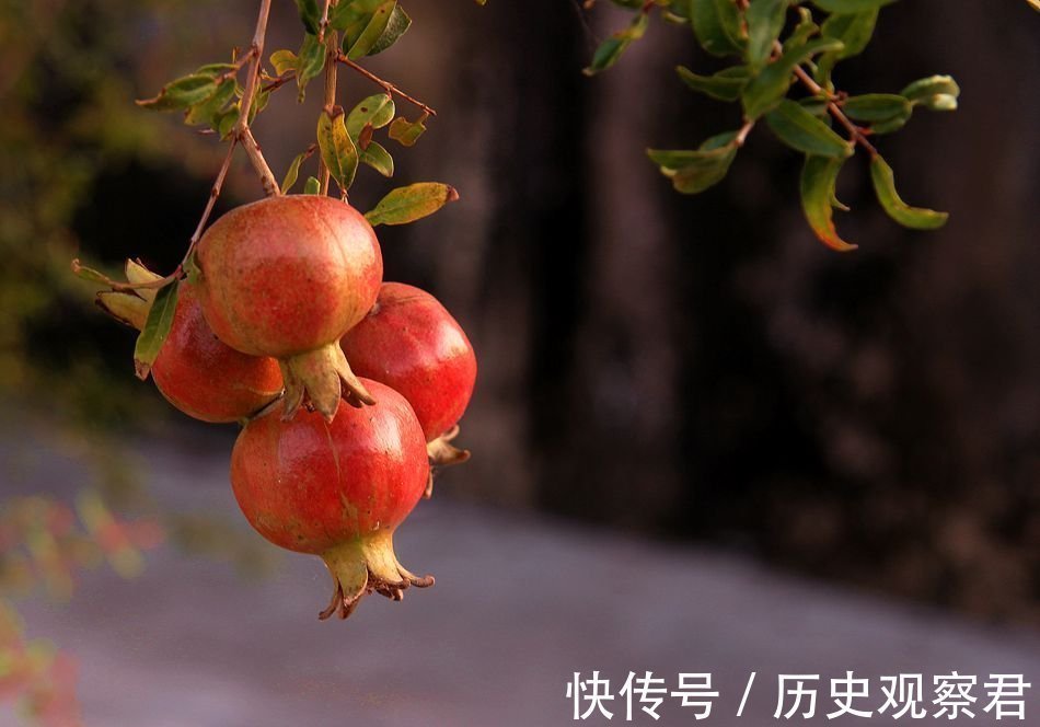 农村老人说“家中有五树，子孙一直富”，说的是哪五树，你家有吗