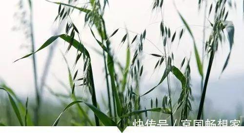 熟地黄|小时候常见却叫不出名字的植物,太全了