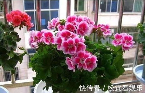 此花一开就300天以上,冬天不怕冻、开得艳,枝条丢盆里就能活