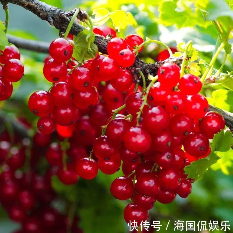 适应能力|盆栽一棵小果树,结出一串红果果,全家人吃不完!