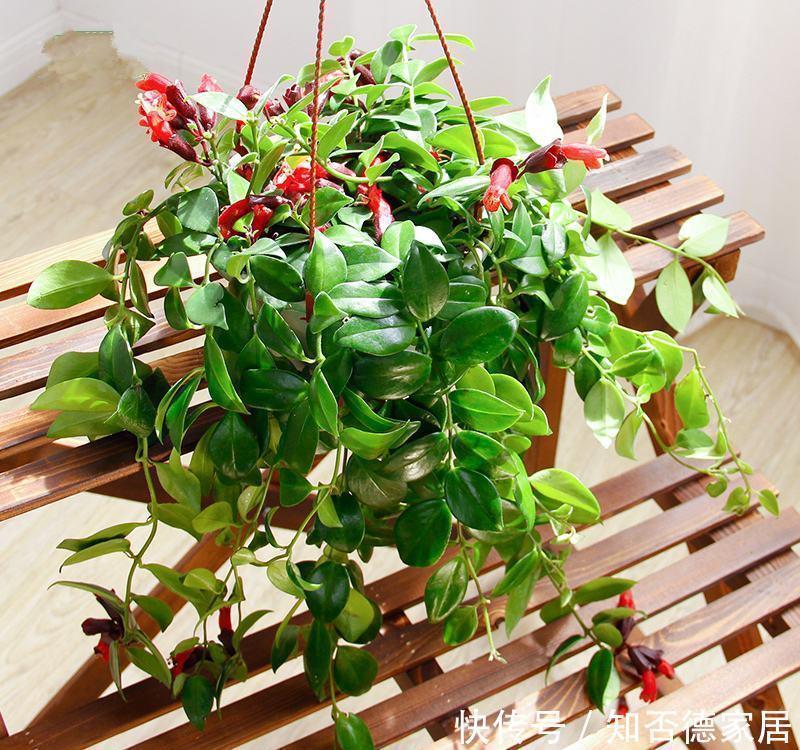 超耐阴的盆栽花,比绿萝还好养,花叶俱美,开花不断,室内也能养