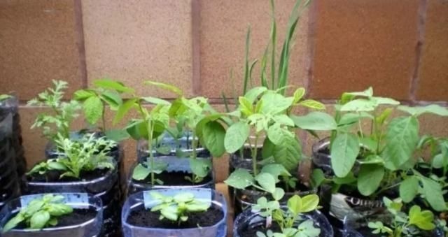 捡30个“空油桶”饮料瓶，这样种菜养花，家里都不用“买菜”了