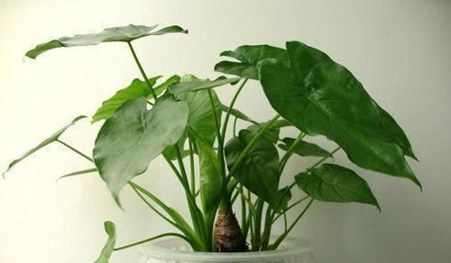 室内养殖花草，该注意哪些？挑选什么品种合适？