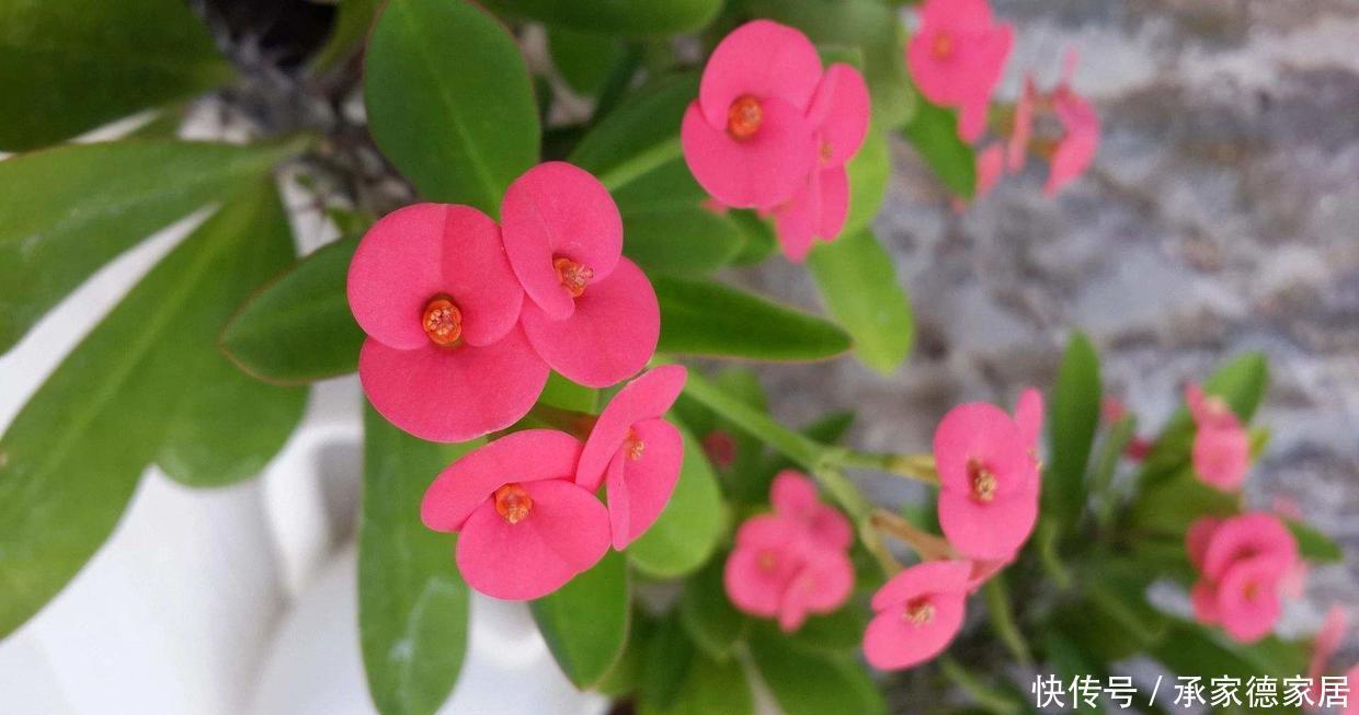 天使|这4种花是冬天的天使,冰天雪地里也能开花,一片生机盎然的样子