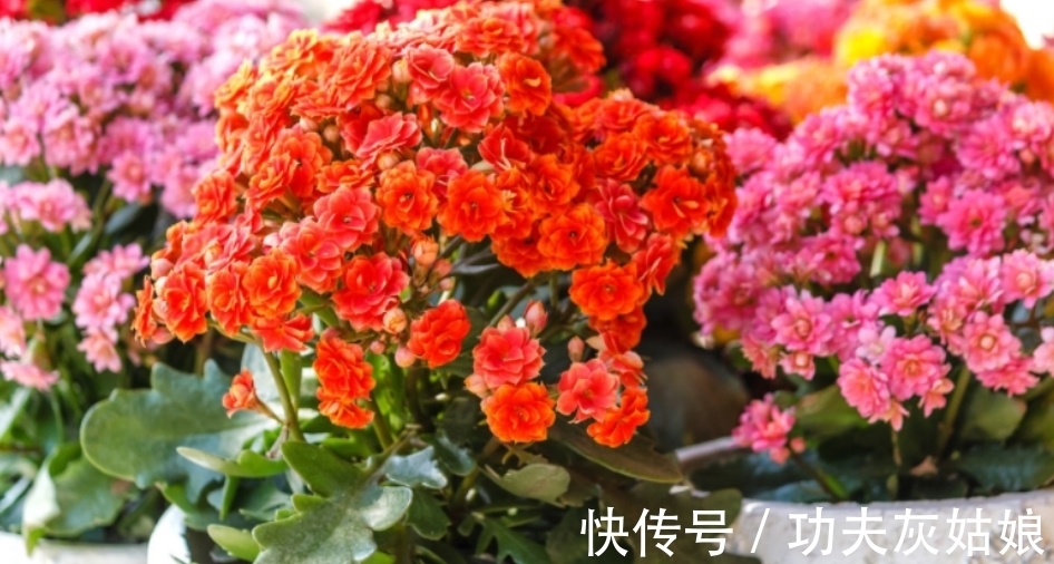 冬日给盆栽补水使用哪些溶液效果更好?这2样均比自来水合适阿