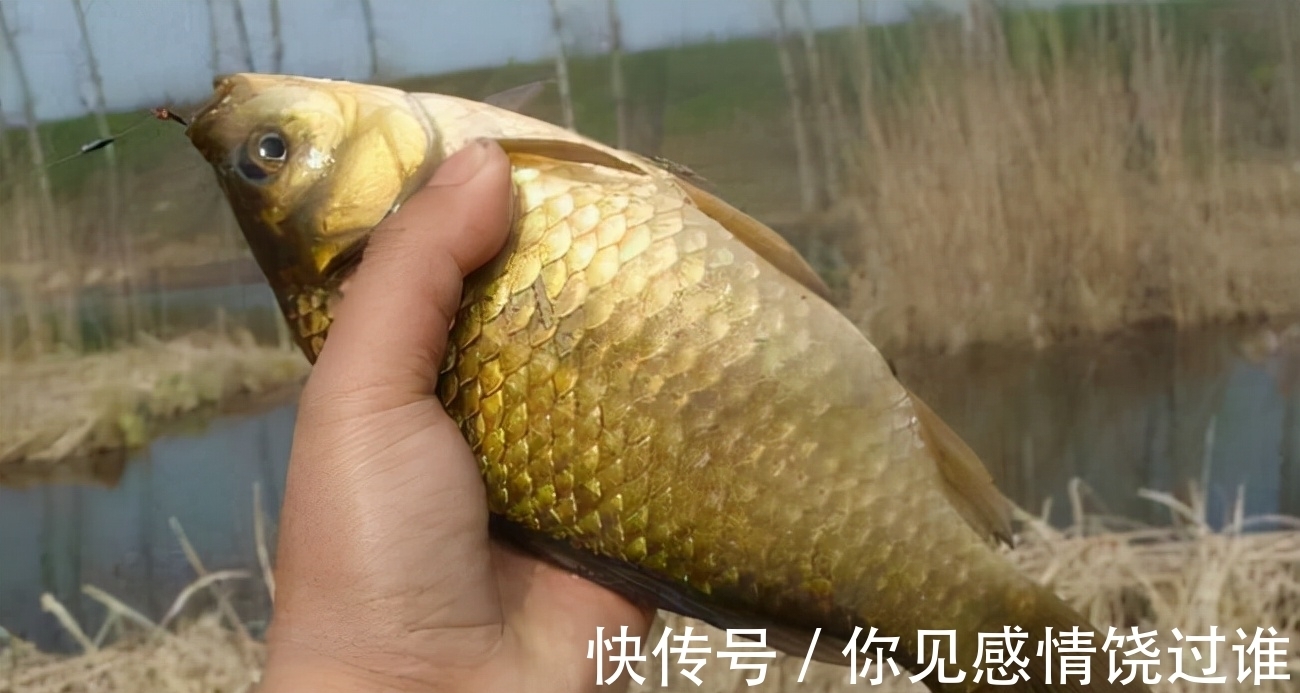 冬季钓鲫鱼,掌握这2个关键点,连竿大板鲫不是问题