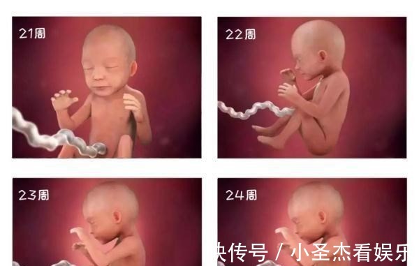 b超|由受精到新生儿,胎宝宝怎么成长的?一组过程图带你探索生命奥秘