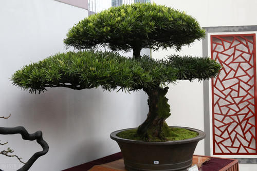 植物花卉|别再为浇水发愁了,给你支招“10多10少”浇水法,比啥方法多管用