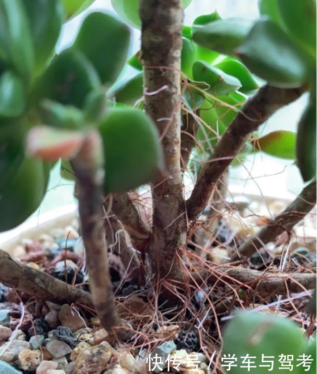 多肉长气根，这是“求救信号”，2个原因导致，最好赶紧剪掉！