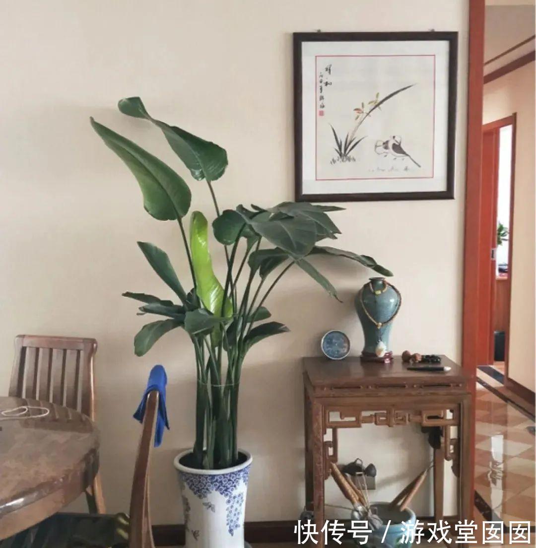 给花喷点它，叶片油绿茂密，花苞嘟噜噜冒出来