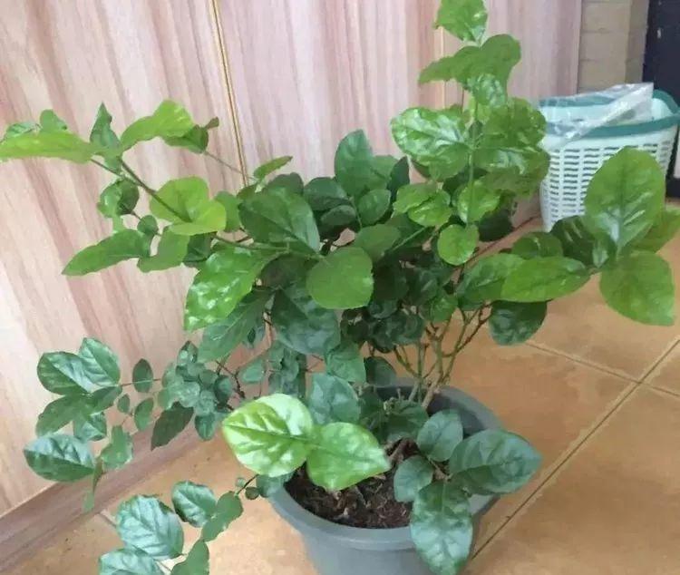 入冬后,这些花别折腾,越折腾越死