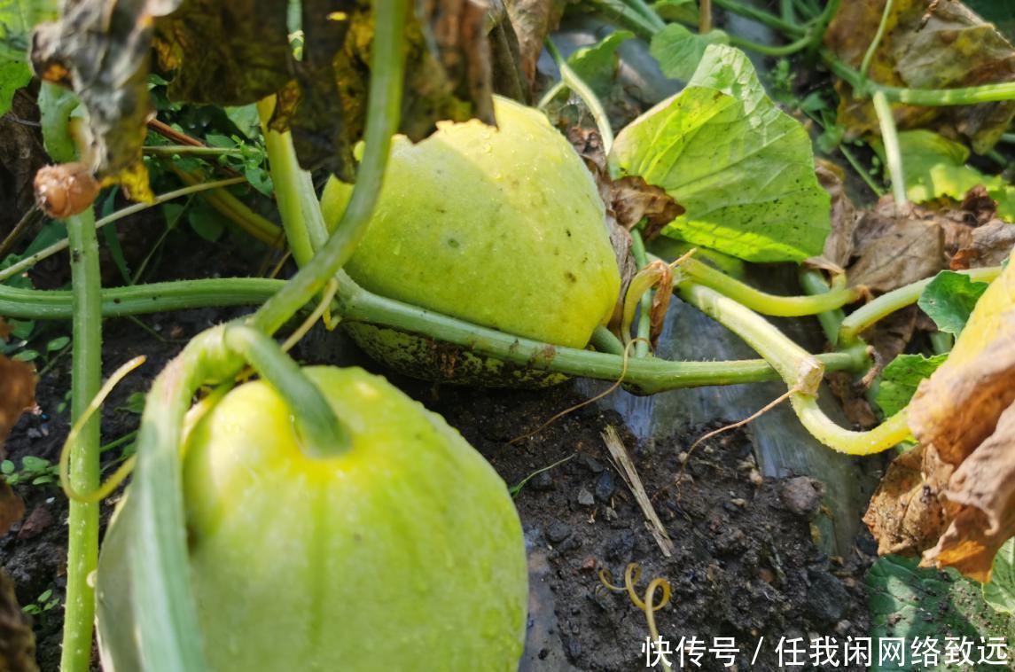 老刘|吃饭吃到撑涨难受怎么办，老刘告诉您一个小妙招，特管用