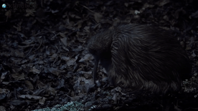 角马|蝙蝠竟然会倒立生孩子,这些生娃瞬间看得我肚子疼