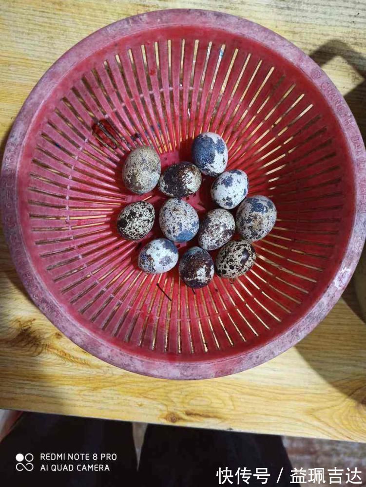 鸡蛋、鸭蛋、鹅蛋、鹌鹑蛋、鸽子蛋，这么多蛋，哪种最营养？