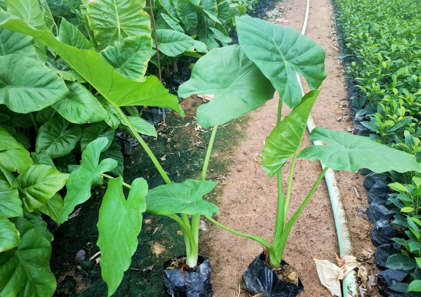 养花试试这几款,定期修剪可以让植物看起来更漂亮