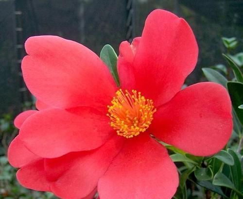  简单|它是一款四季花开不断的茶花，花色艳丽，养护简单，月月都能开花