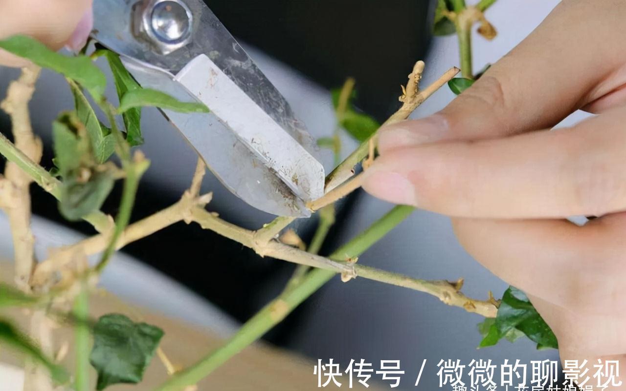 冬天里,给这8种花修剪,要分清楚修剪方式,否则来年长势成问题