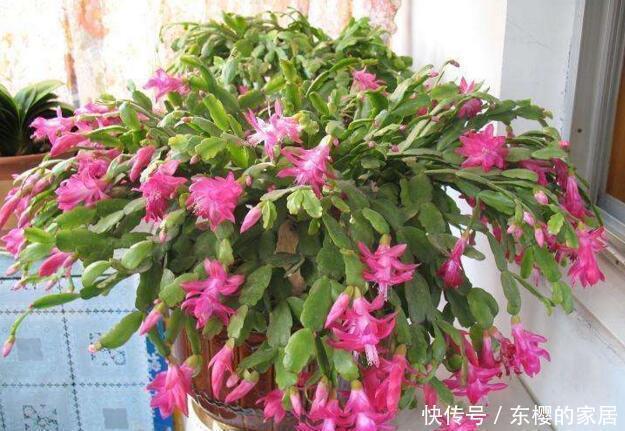 降成本养花,6种花1根枝变1盆,加点它,插多少活多少