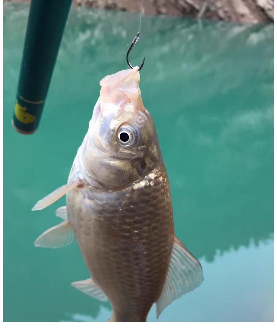 野钓为什么不选伊势尼钩？经常跑鱼太头疼，了解这几点会有帮助