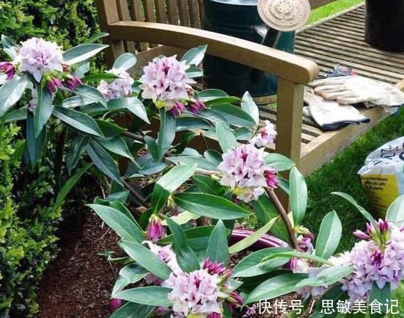 养月季、茉莉不如盆栽金边瑞香,花期长、花朵多,花开满屋飘香