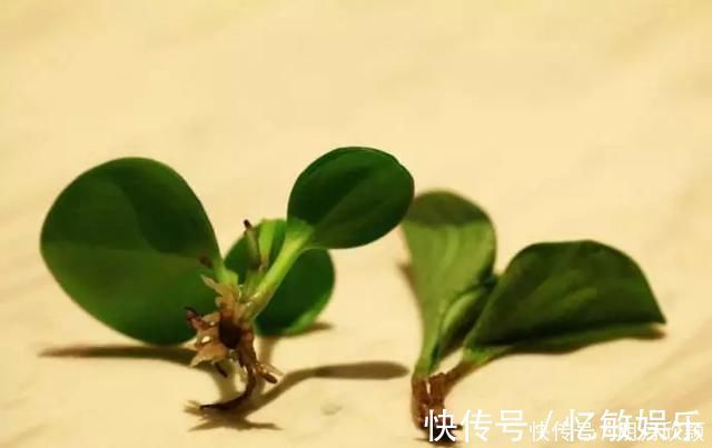 枝条|养花爱好者看过来这15种花现在“扦插”，生根快，一个周就长芽