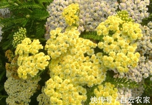 一花一世界,一叶一菩提——奇花异草蓍草,赏花旅游花语生日花