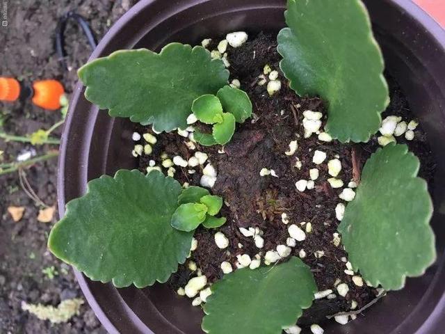 养8种花,别花“冤枉钱”,掐1片叶子“扔土里”,几天就生根