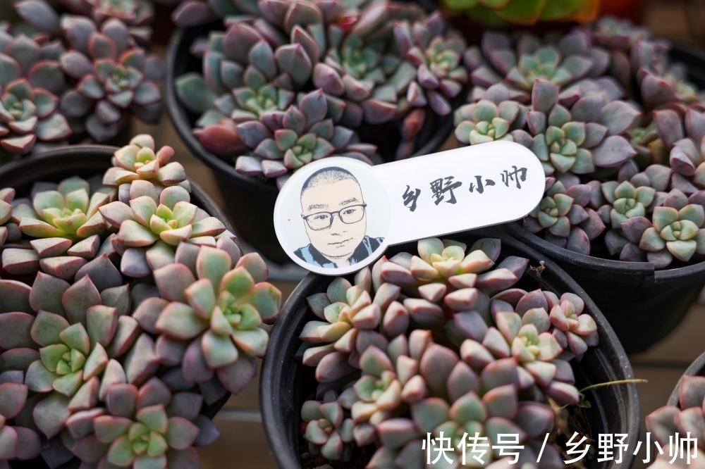 春萌缀、蓝宝石，两种特别可爱的多肉，这么养状态更好