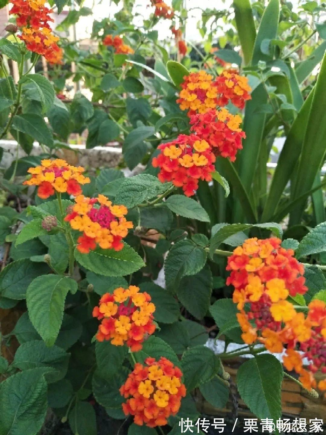 薄荷|7种花插土里,立马长满院子,蚊虫不敢靠近!