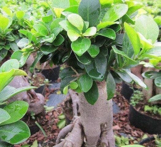 新叶|养盆栽榕树,一个小方法,新叶嫩叶蹭蹭长,枝繁叶茂,越长越旺