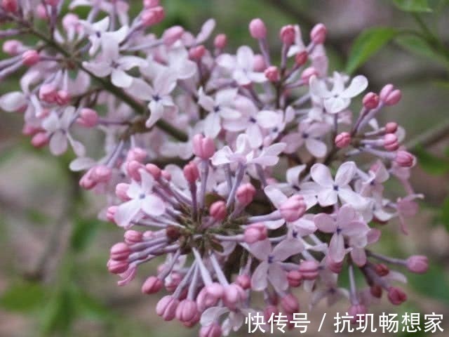 香烟的“克星”来了,戒不了烟常吃点,清肺排毒,肺病去无踪