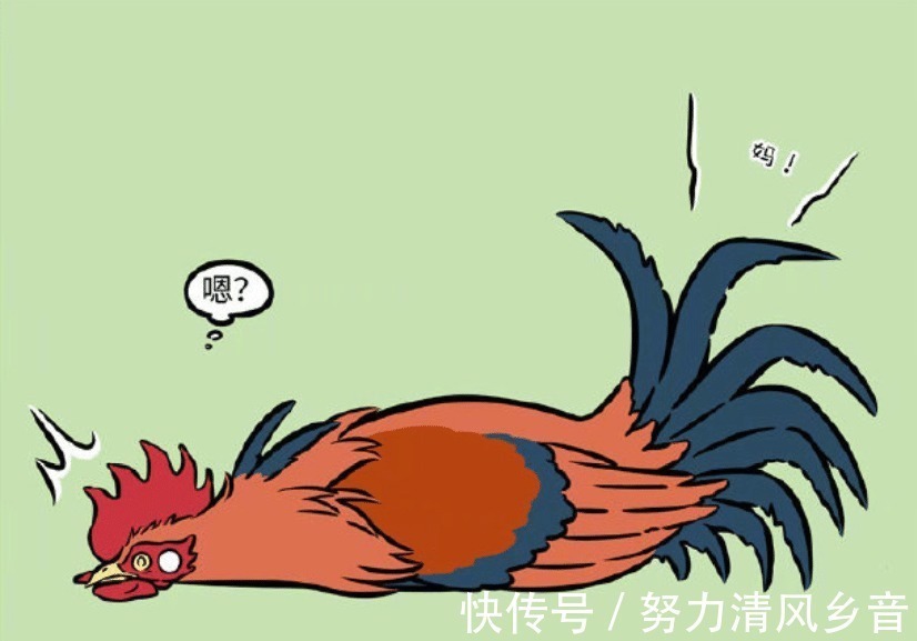 鸡蛋|非人哉精卫和海燕去旅游,留下鸡蛋让星君孵化,这母爱溢出了屏幕