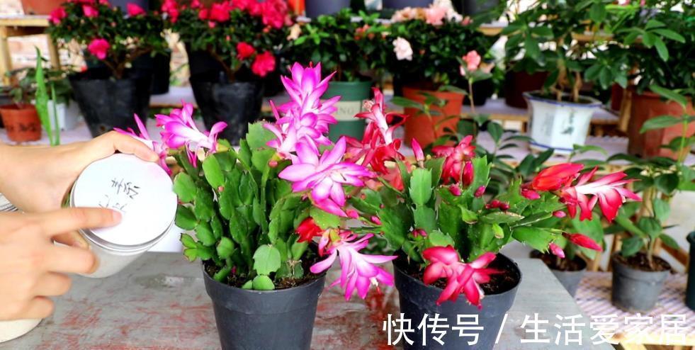 秋天逛花市,5种花值得入手,带回家好养护,皮实健壮开花美