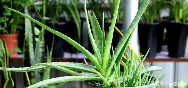 花盆底垫这几种东西，烂根问题彻底解决