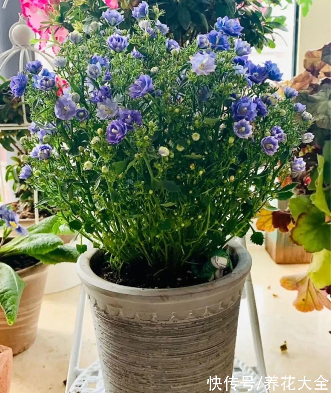 今冬最火网红花,密密麻麻“风铃”花苞,气质十足有格调