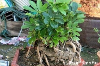 养这“3种花”,浇点水就疯长,镇宅又旺财,回家养2盆,身体好!